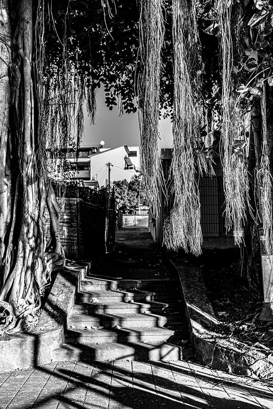 Jeu d'ombre et de lumière au début d'une ruelle ombragée à Terre-Sainte, Réunion.